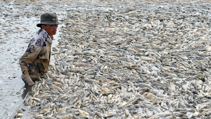 pesci morti vietnam