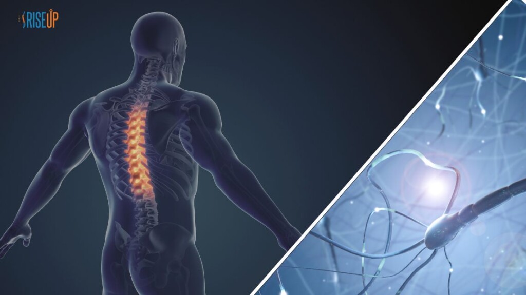 rigenerare il midollo spinale lesionato