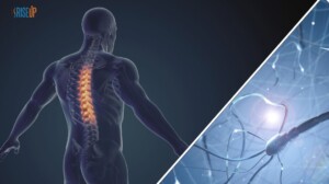 rigenerare il midollo spinale lesionato