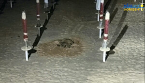tartaruga caretta caretta agrigento