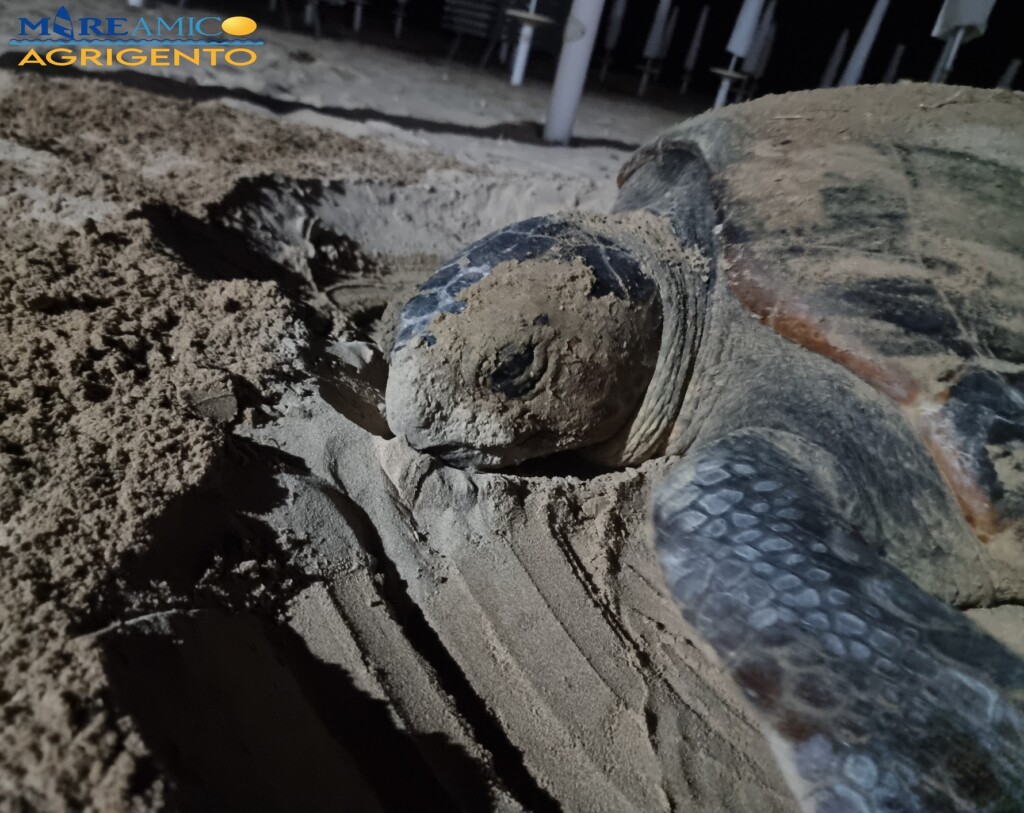 tartaruga caretta caretta agrigento