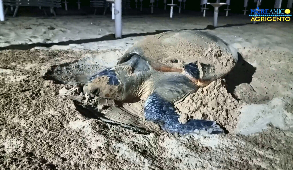 tartaruga caretta caretta agrigento