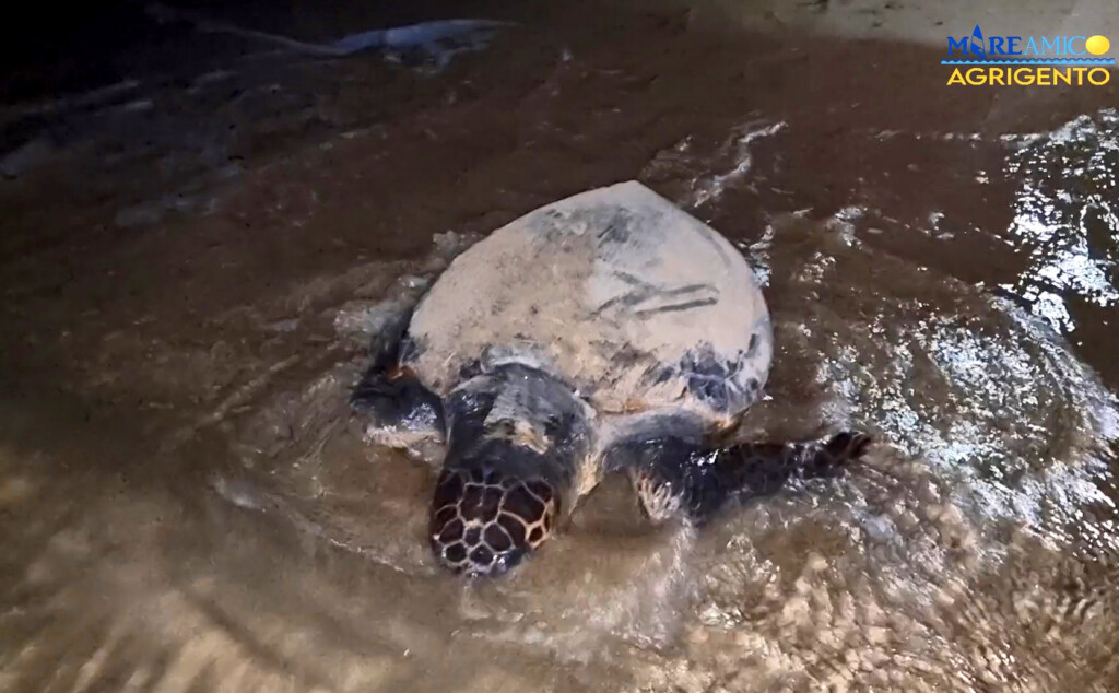tartaruga caretta caretta agrigento