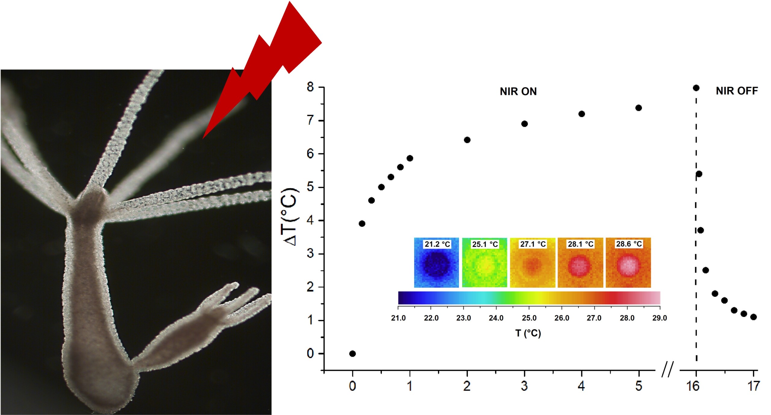 Illuminazione di Hydra vulgaris trattato con nanoprismi di oro