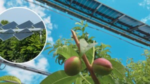 agrivoltaico enea