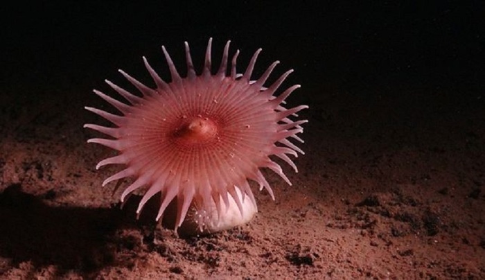 anemone