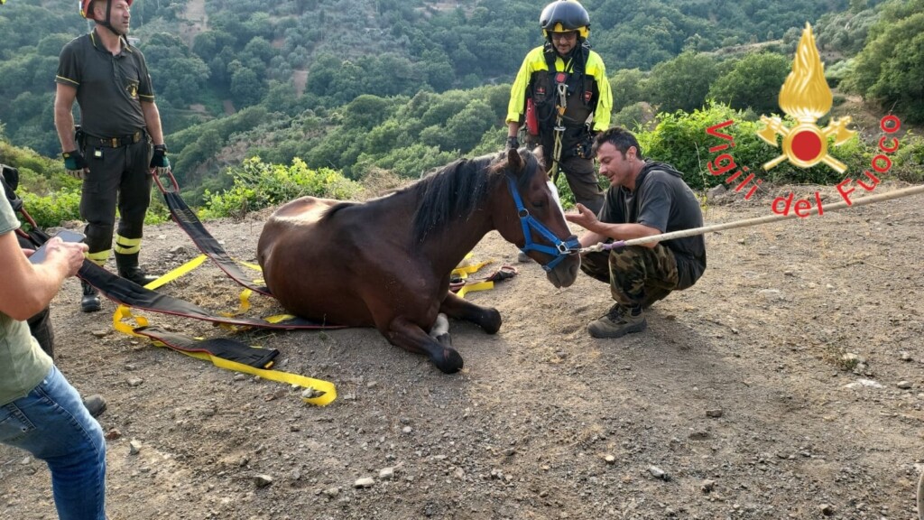 cavallo salvato calabria