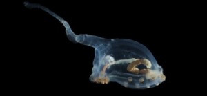 cetriolo di mare