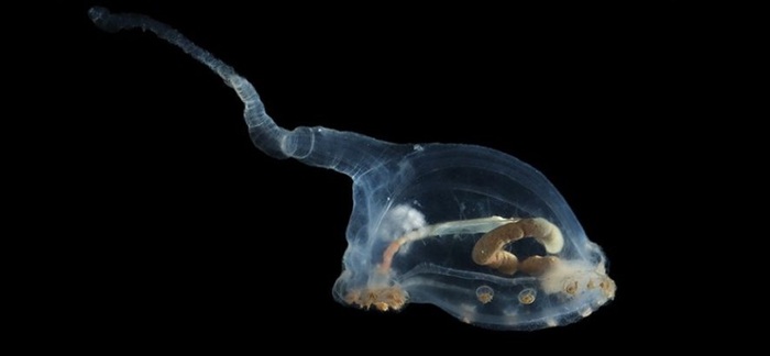 cetriolo di mare