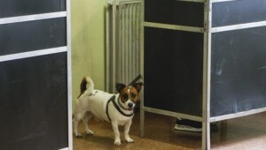 elezioni cane