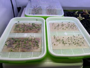 esperimenti di fertilizzazione di microverdure