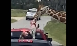 giraffa solleva bambina