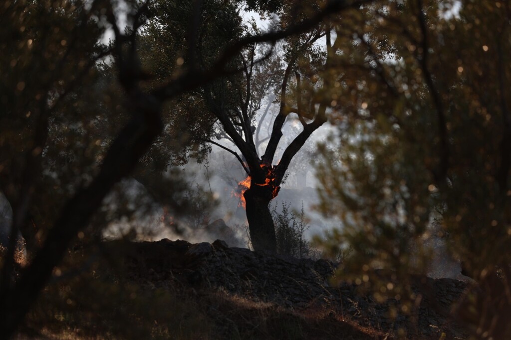incendi grecia