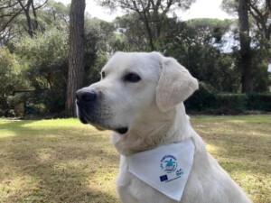 tartadogs