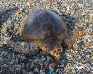 tartaruga caretta caretta salvata pellaro