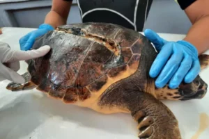 tartaruga stampa 3D