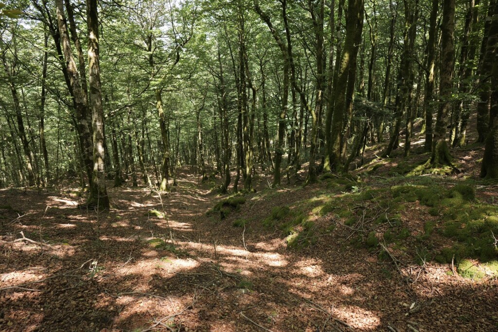 aspromonte antiche mura romane