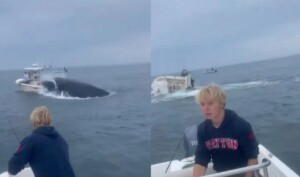 balena attacca barca