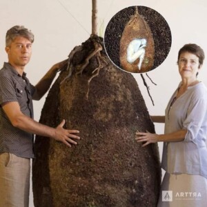 capsula mundi