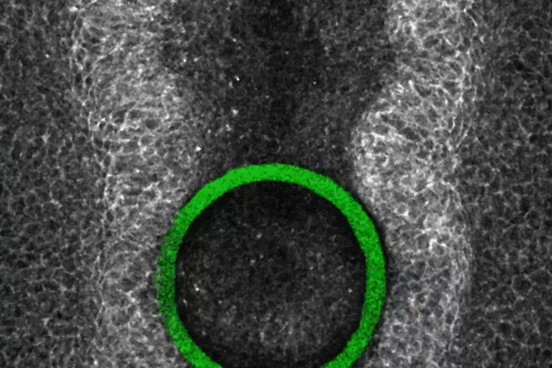 biosensori 3d