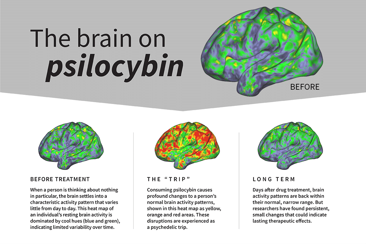 effetti psilocibina cervello