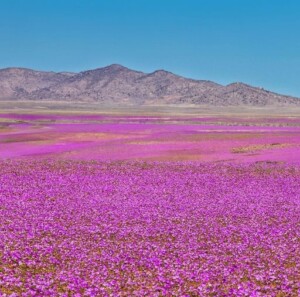 fiori deserto atacama