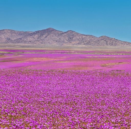 fiori deserto atacama