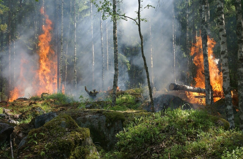 incendi foreste gestite danni