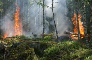 incendi foreste gestite danni