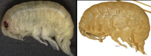 scoperto gamberetto crostaceo università trieste