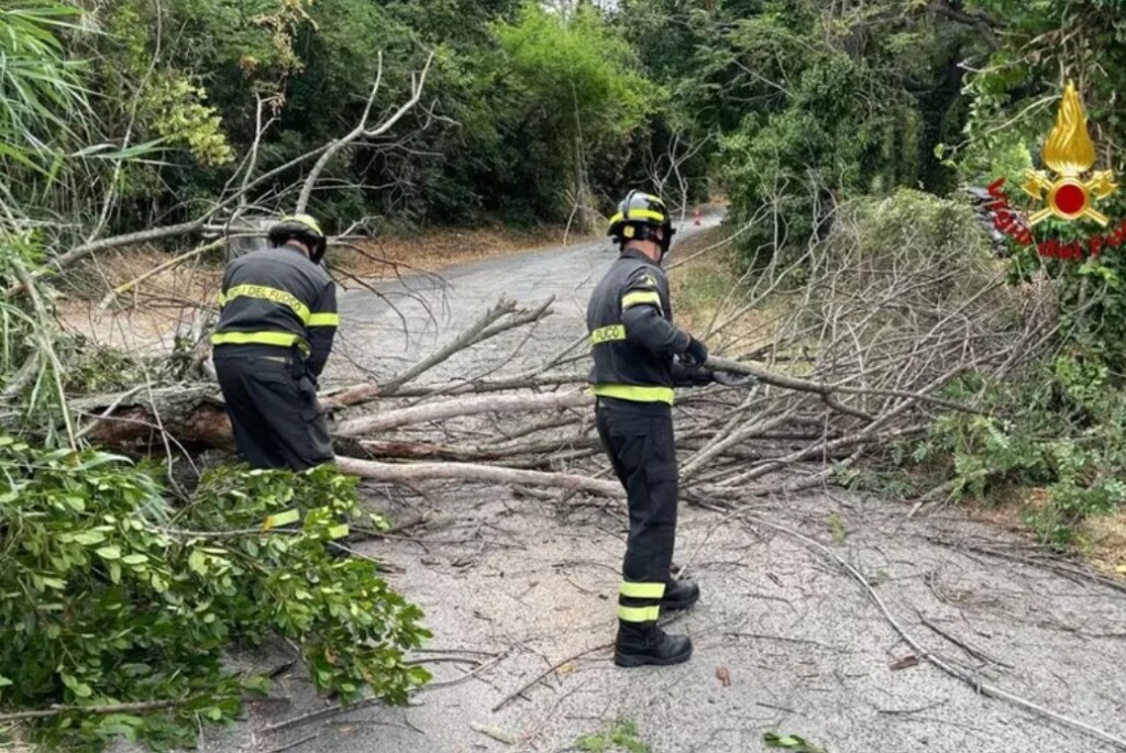vento albero caduto
