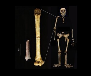 Homo floresiensis