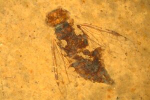Magnicapitixyela dilettae, il più antico esemplare di vespa fossile