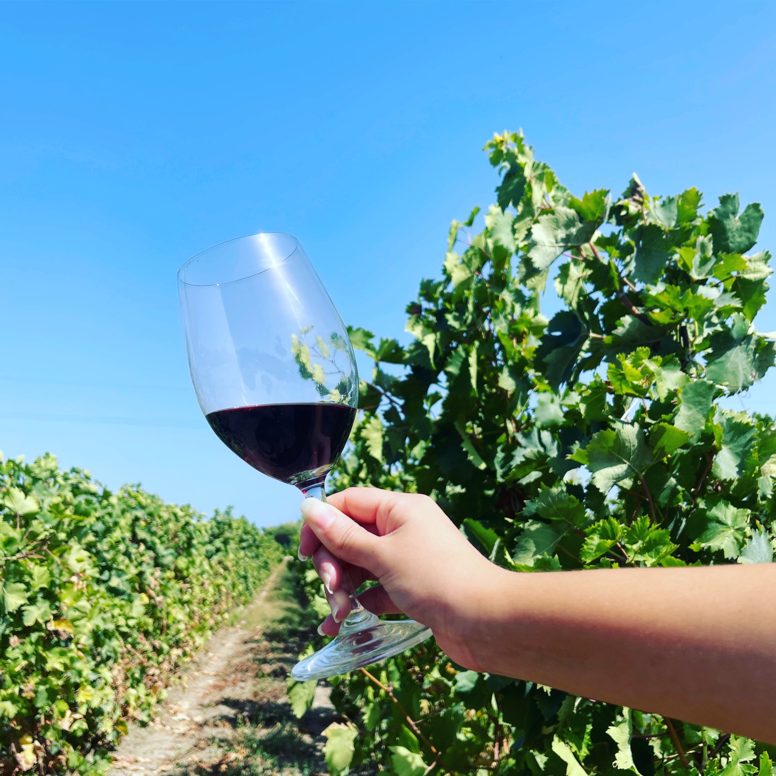 Festa della Vendemmia: in Sicilia la passione per il vino conquista il pubblico