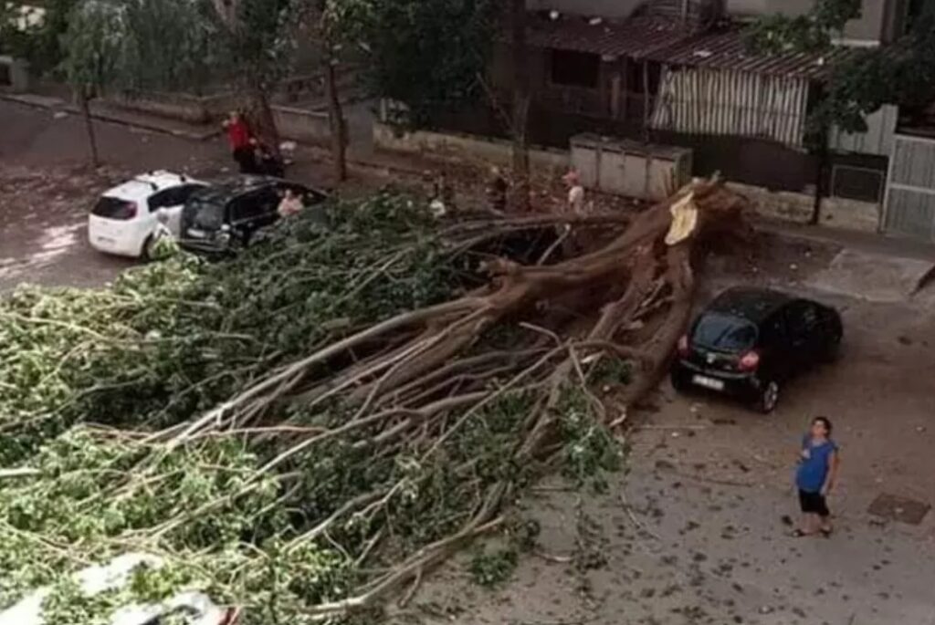 albero caduto palermo