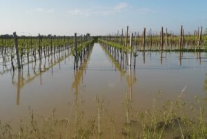 alluvione vigneti