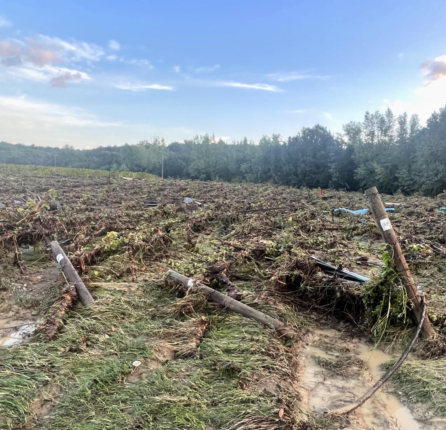Bolgheri resiste alla bomba d’acqua: vendemmia in salvo e danni contenuti