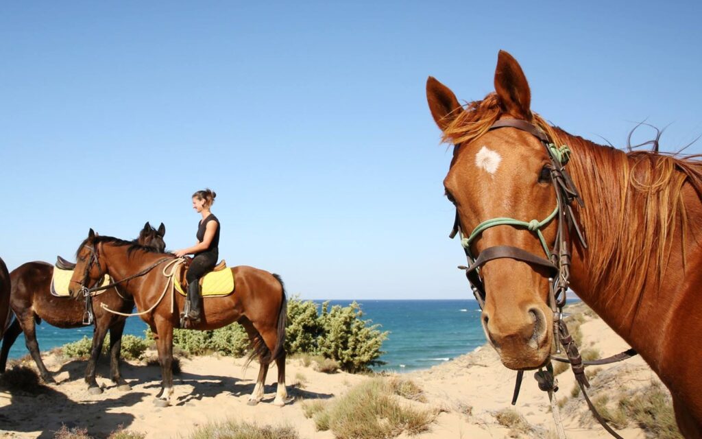cavallo