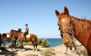 cavallo