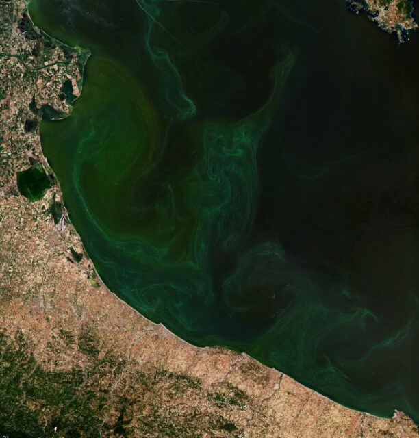 fioritura alghe adriatico