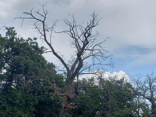 foreste italiane