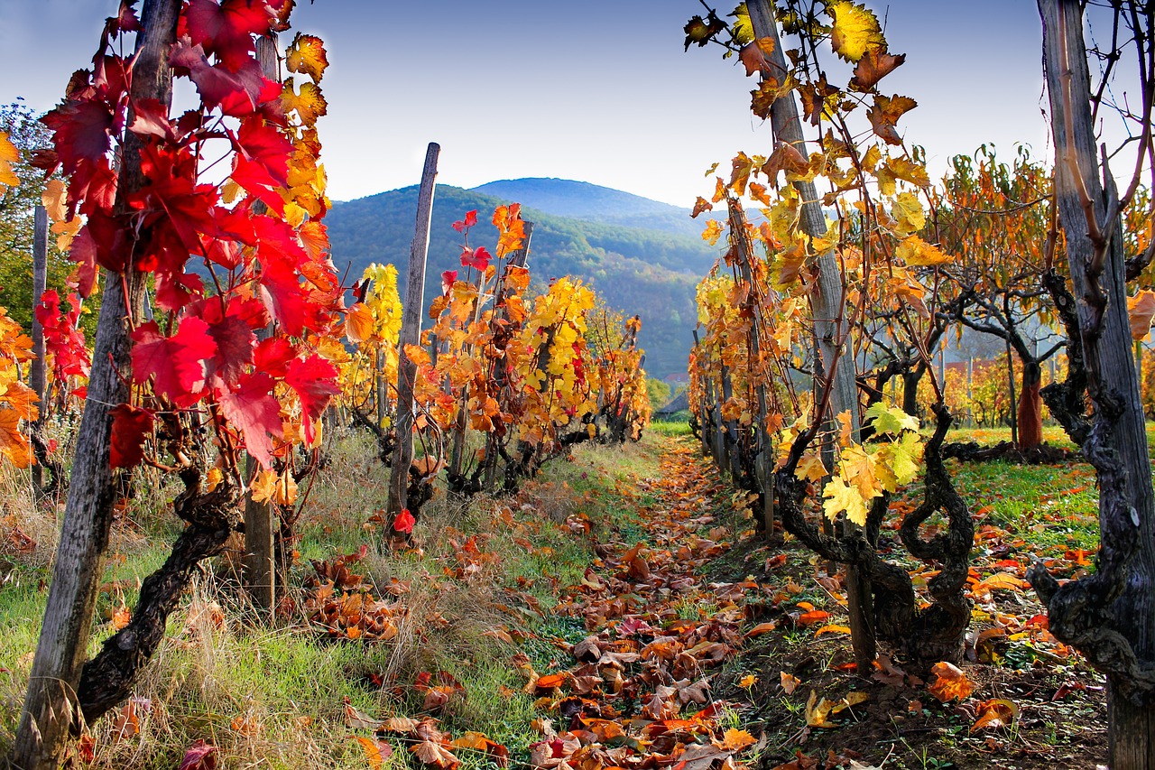 vigneti autunno