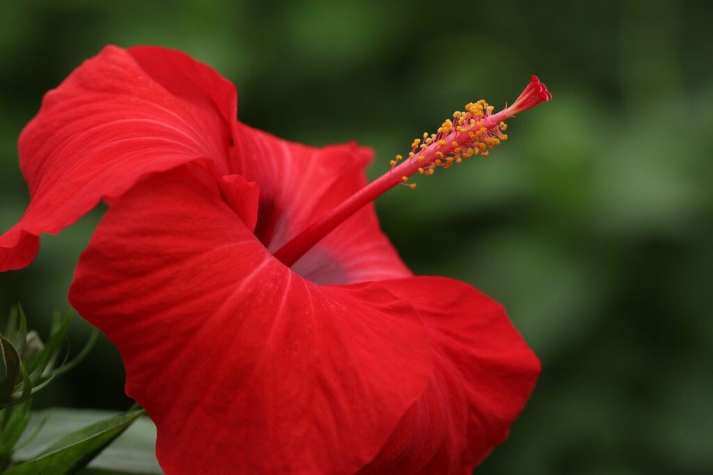 fiore ibisco