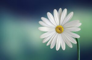 margherita fior fiore
