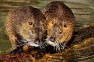 nutrie