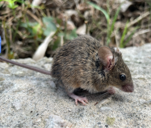 resistenza pesticidi roditori