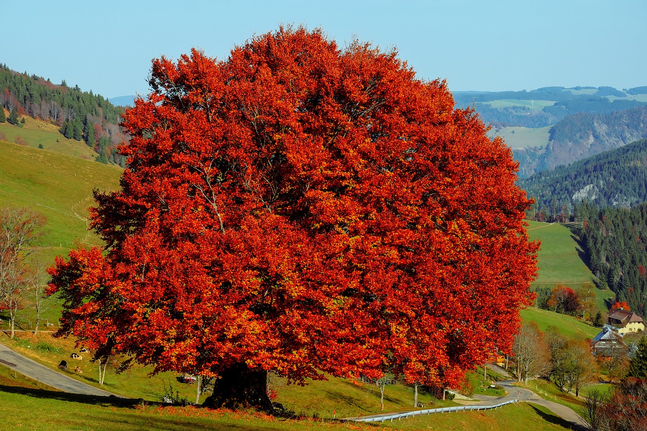 albero di faggio