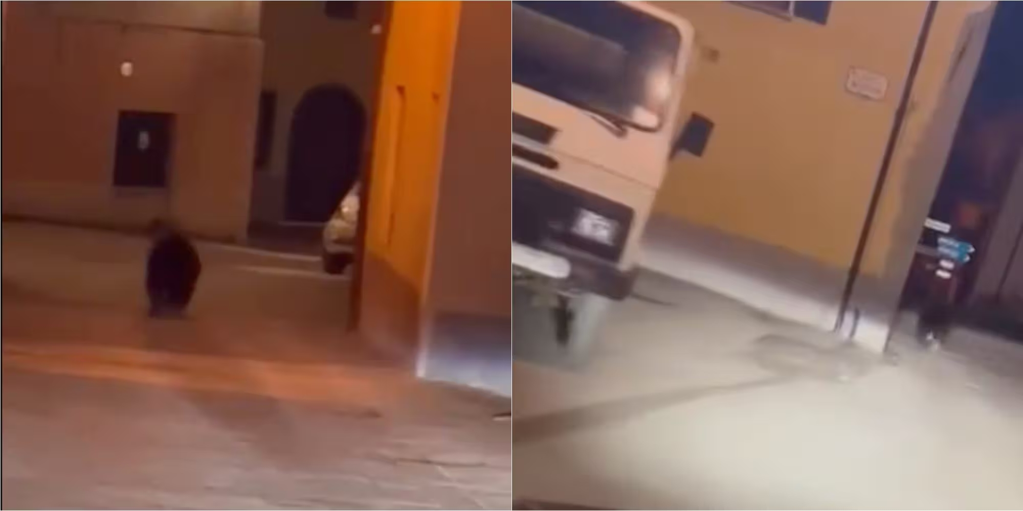 Vede un Orso e lo insegue con l’auto per girare un video, denunciato per “disturbo di fauna selvatica”