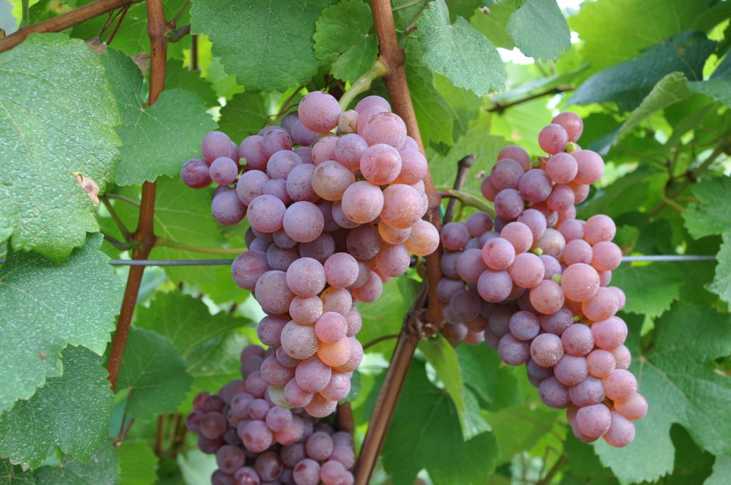 vino uva