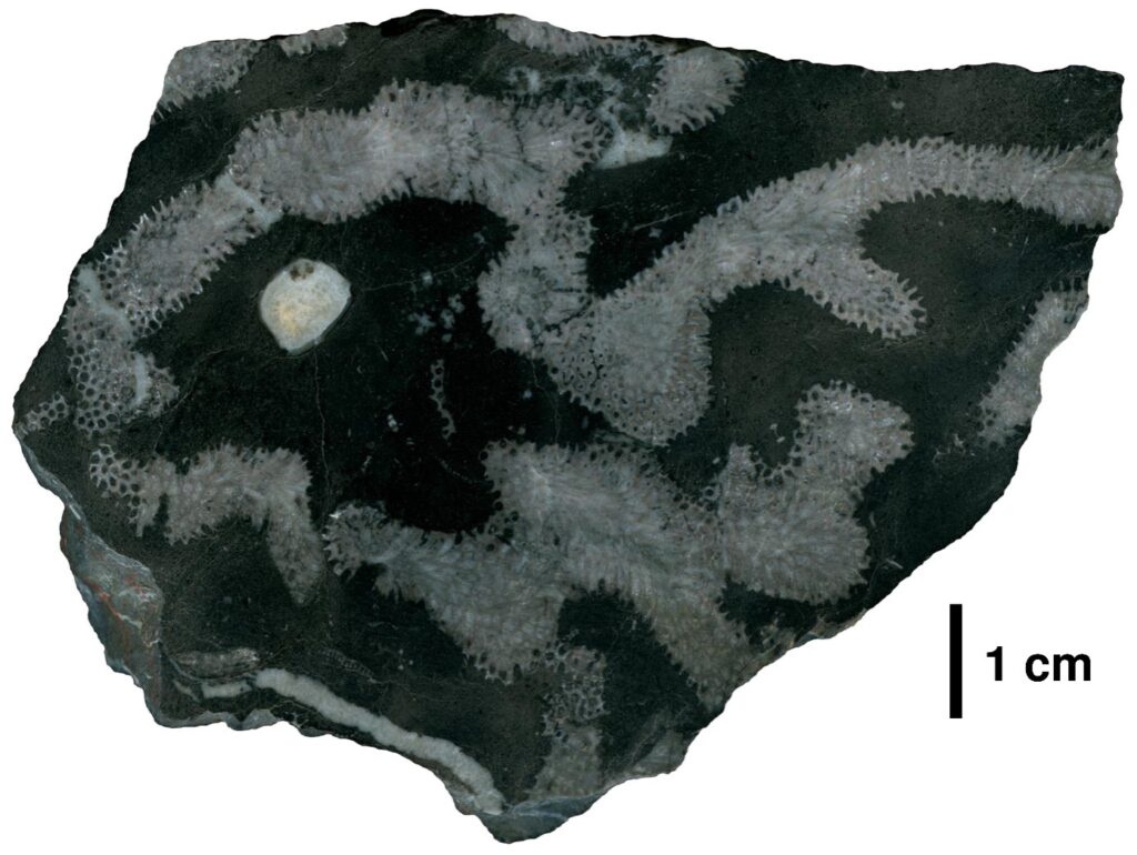 antichi coralli